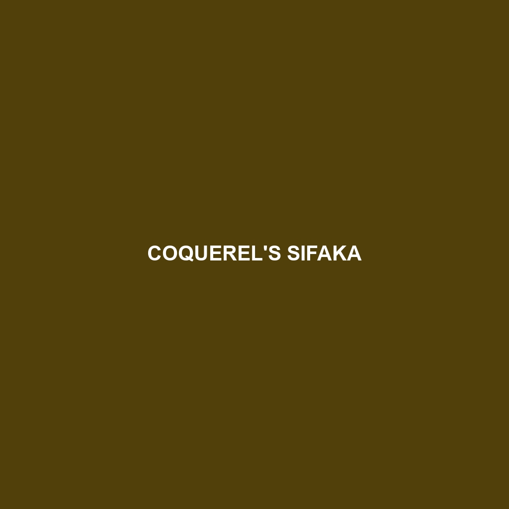 Coquerel's Sifaka