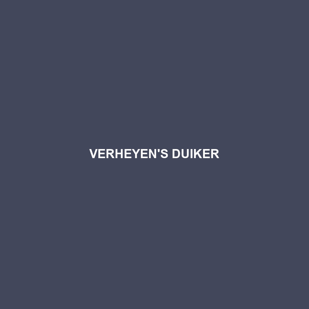 Verheyen's Duiker