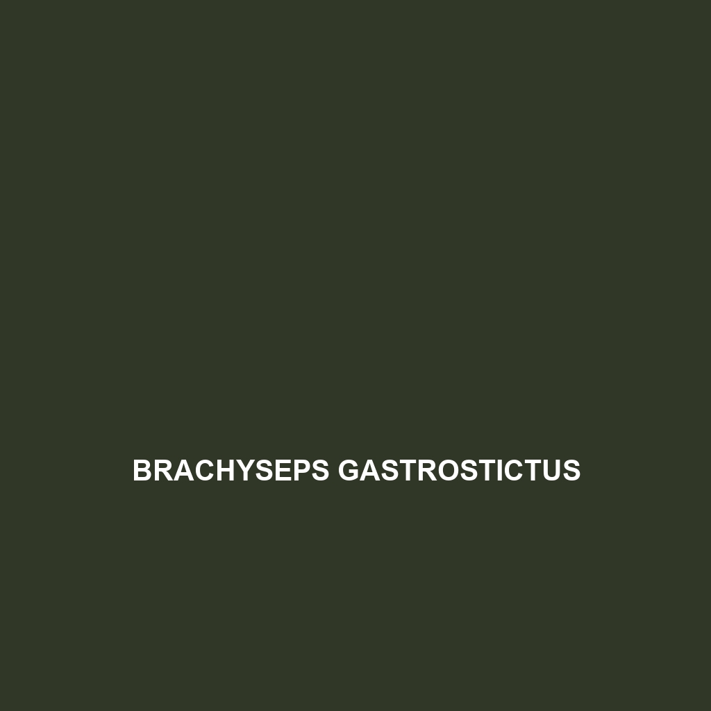 Brachyseps gastrostictus