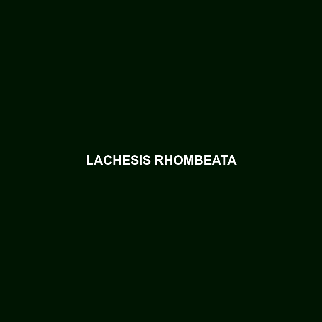 Lachesis rhombeata