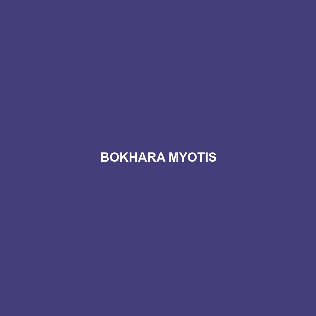 Bokhara Myotis