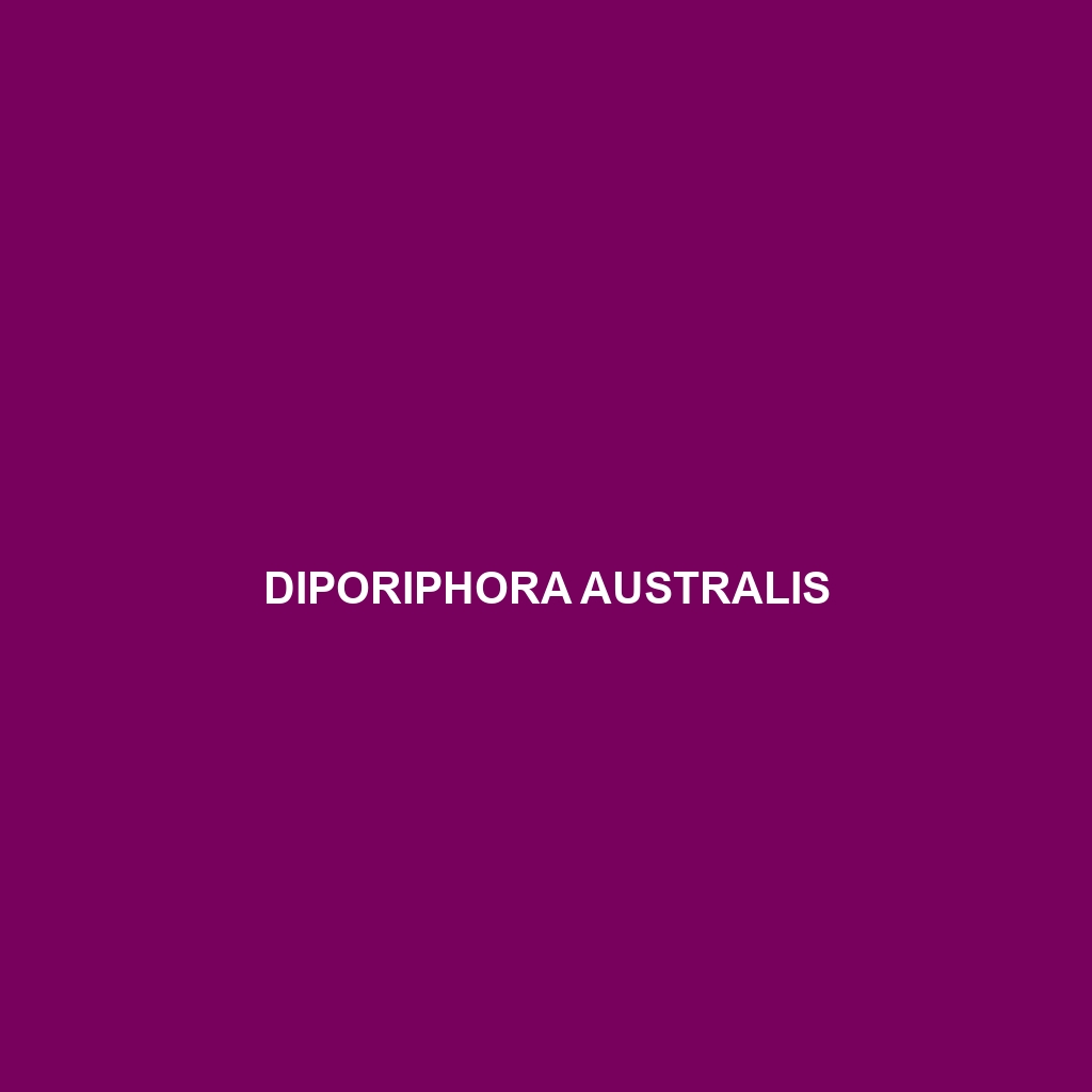 Diporiphora australis