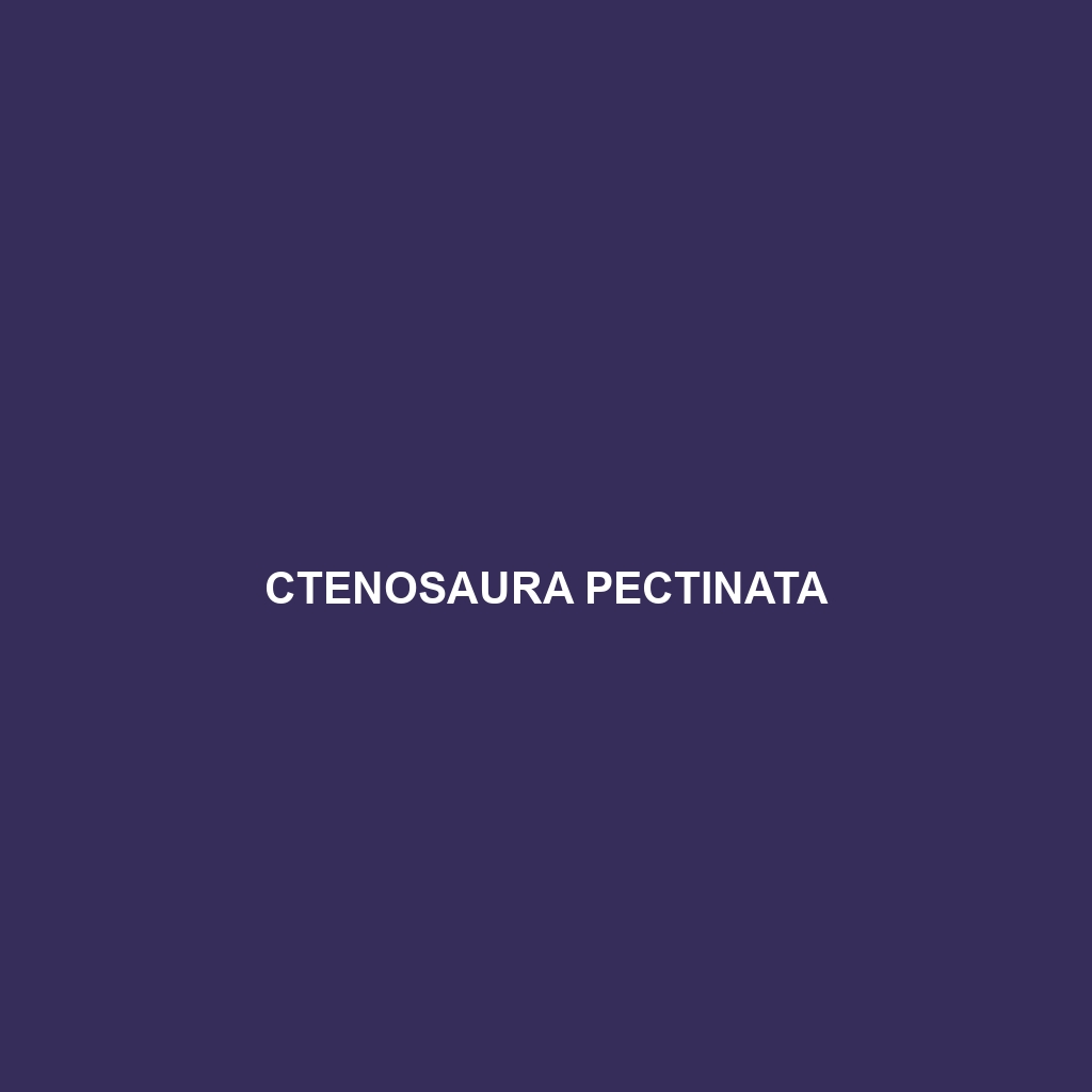 Ctenosaura pectinata