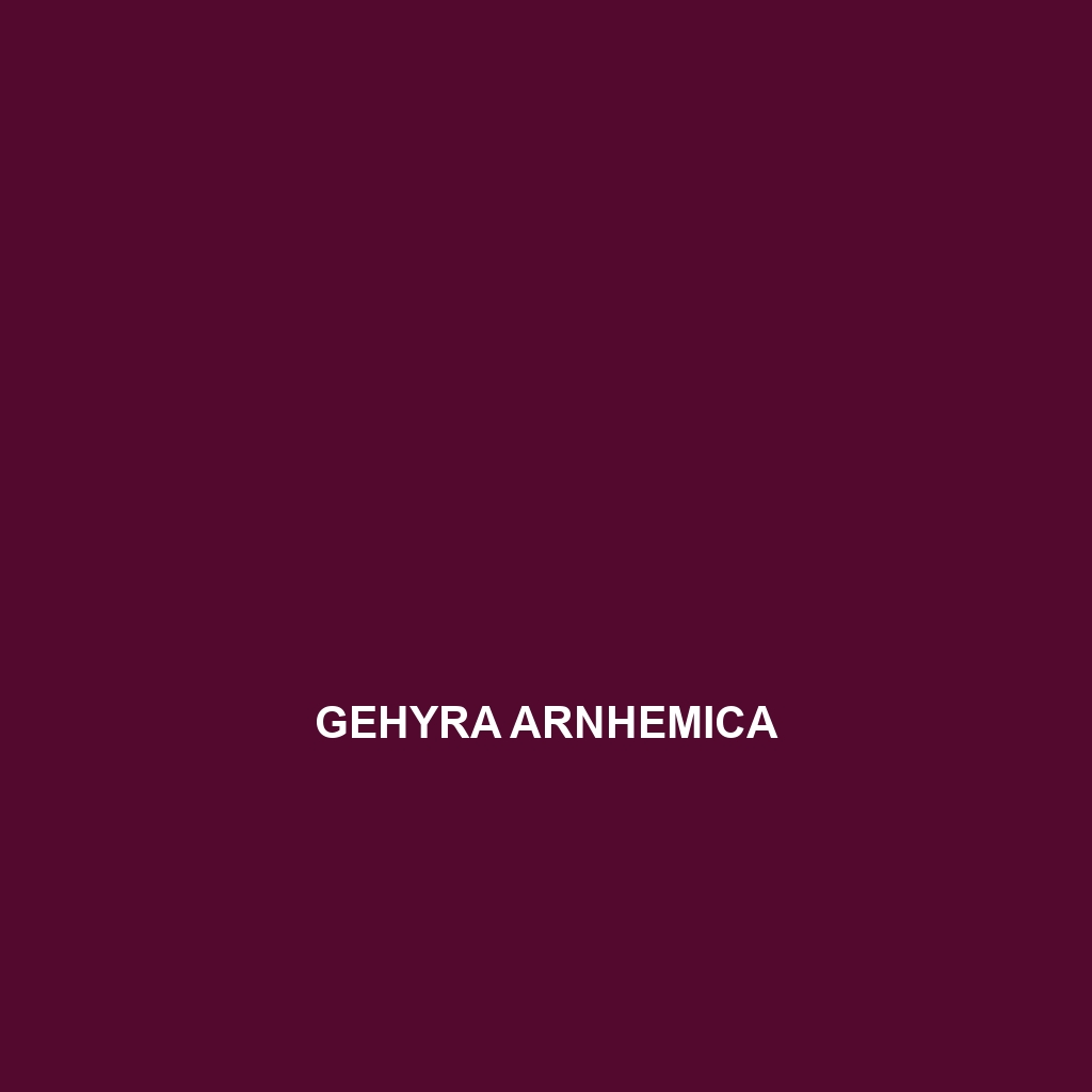 Gehyra arnhemica