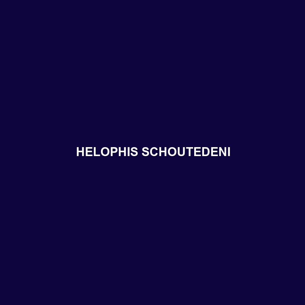 Helophis schoutedeni