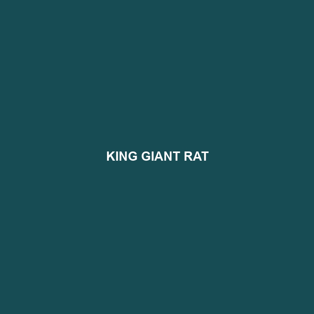 King Giant Rat