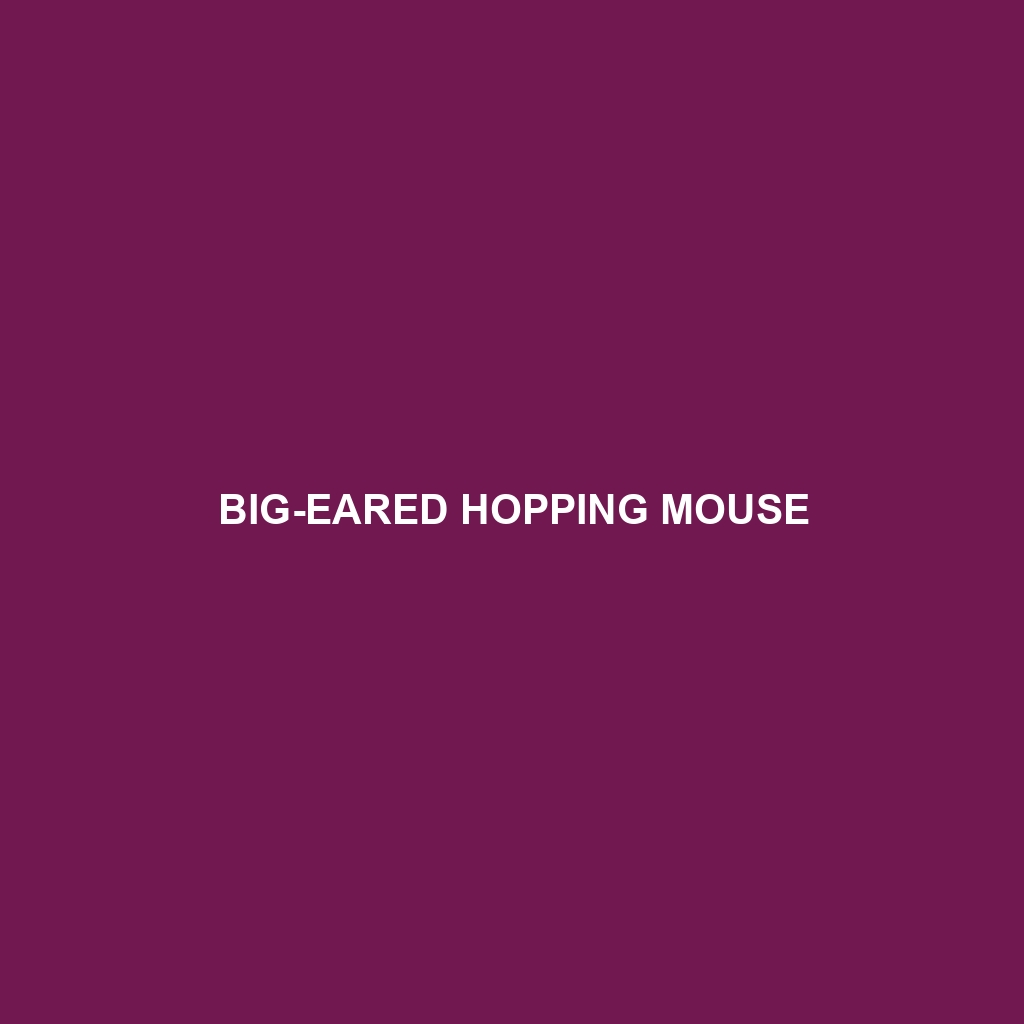 Big-eared Hopping Mouse