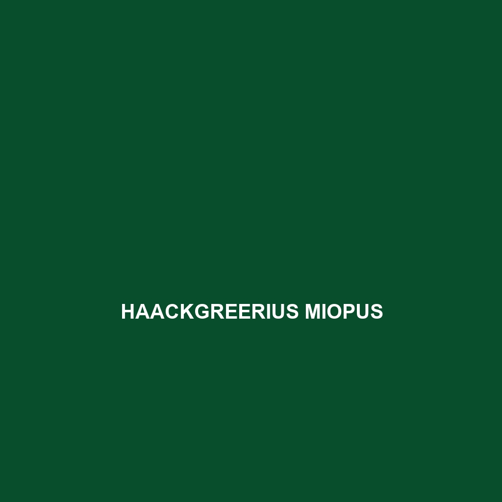 Haackgreerius miopus