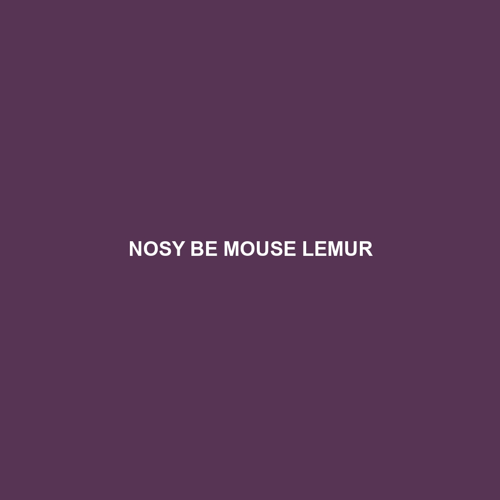 Nosy Be Mouse Lemur