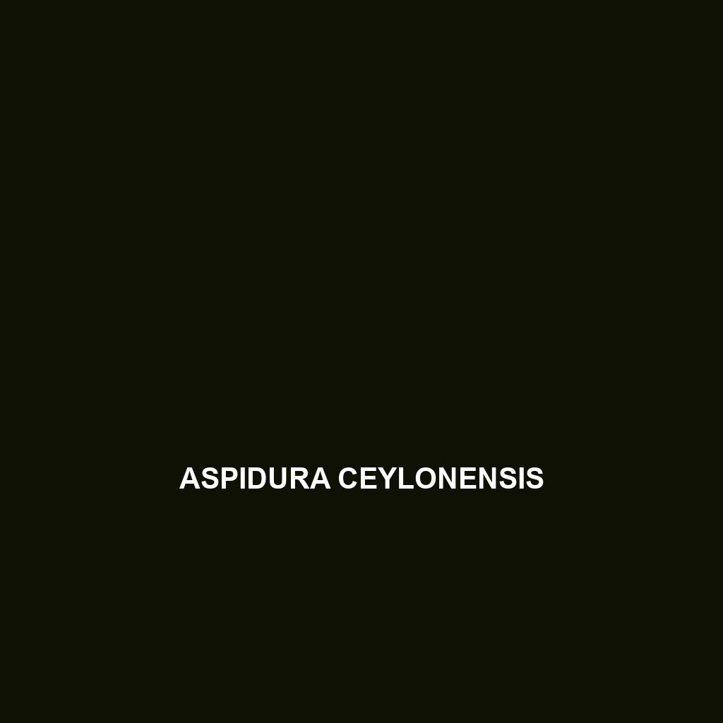 Aspidura ceylonensis