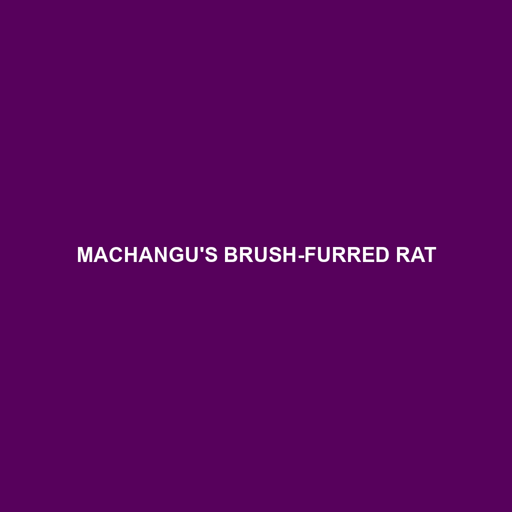 Machangu's Brush-furred Rat