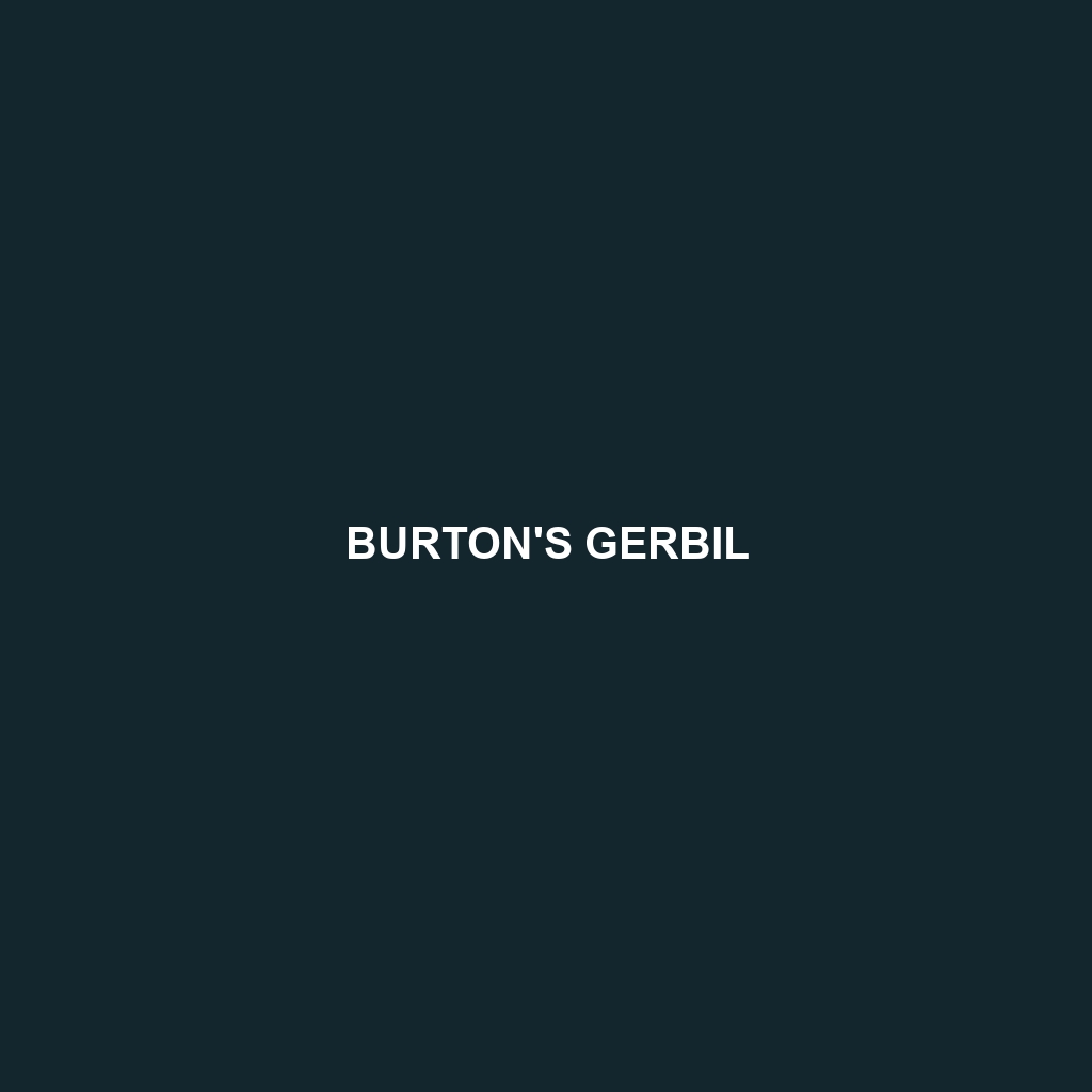 Burton's Gerbil