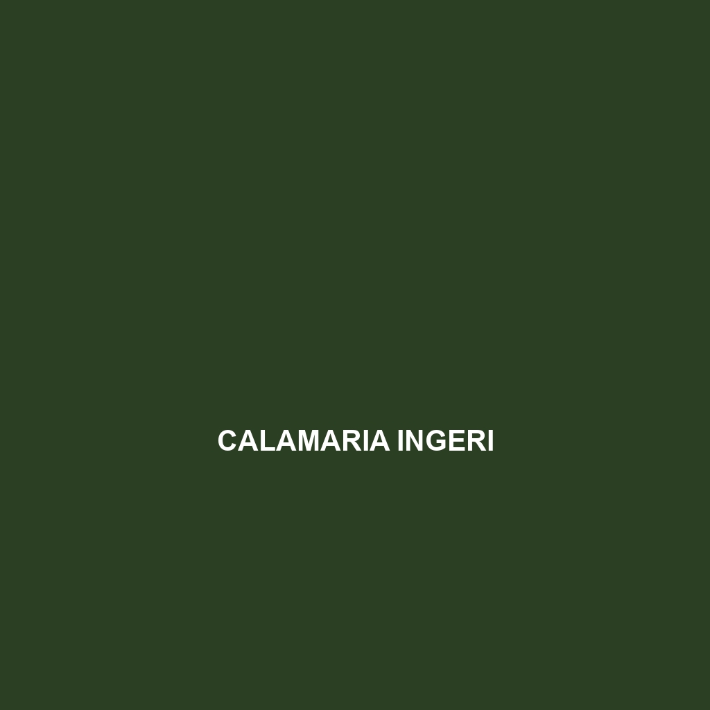 Calamaria ingeri