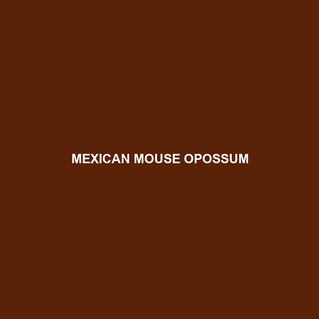 Mexican Mouse Opossum