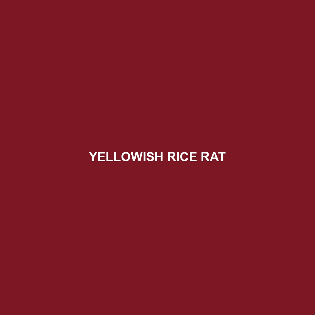 Yellowish Rice Rat