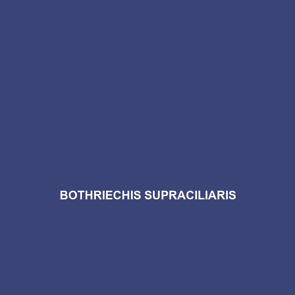 Bothriechis supraciliaris