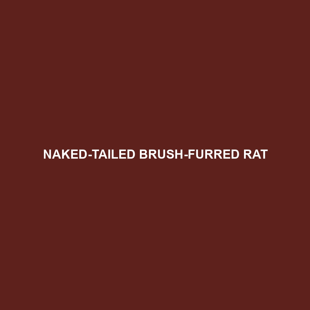 Naked-tailed Brush-furred Rat