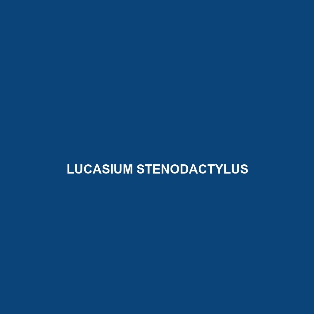 Lucasium stenodactylus