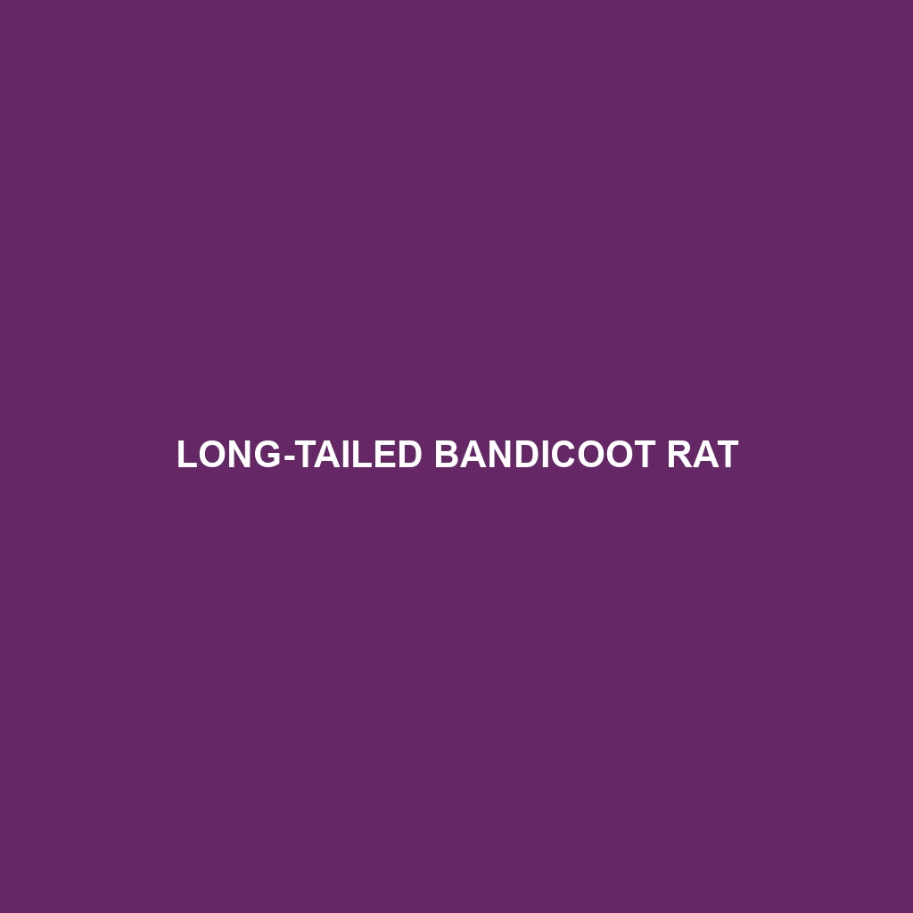 Long-tailed Bandicoot Rat