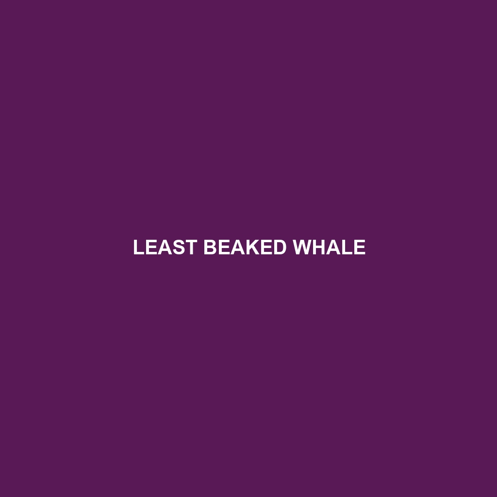 Least Beaked Whale