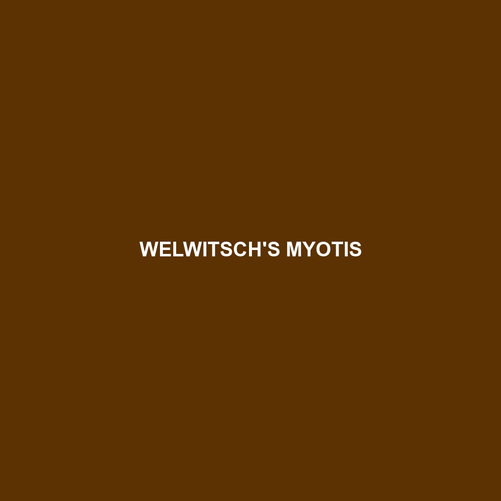 Welwitsch's Myotis