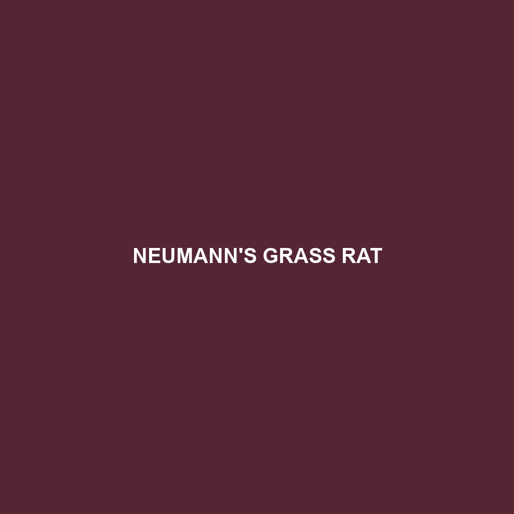 Neumann's Grass Rat