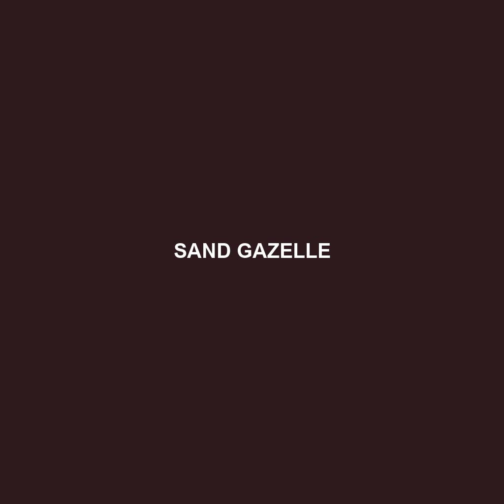 Sand Gazelle