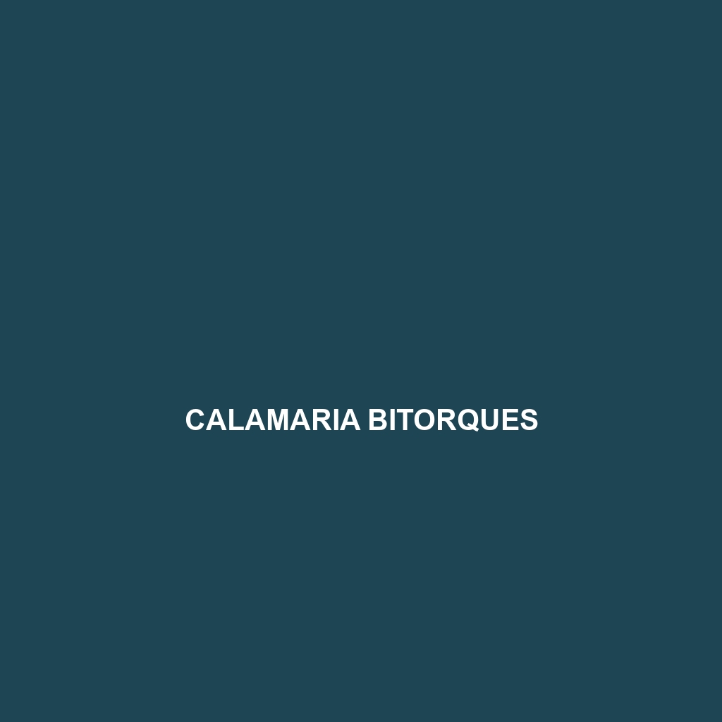 Calamaria bitorques