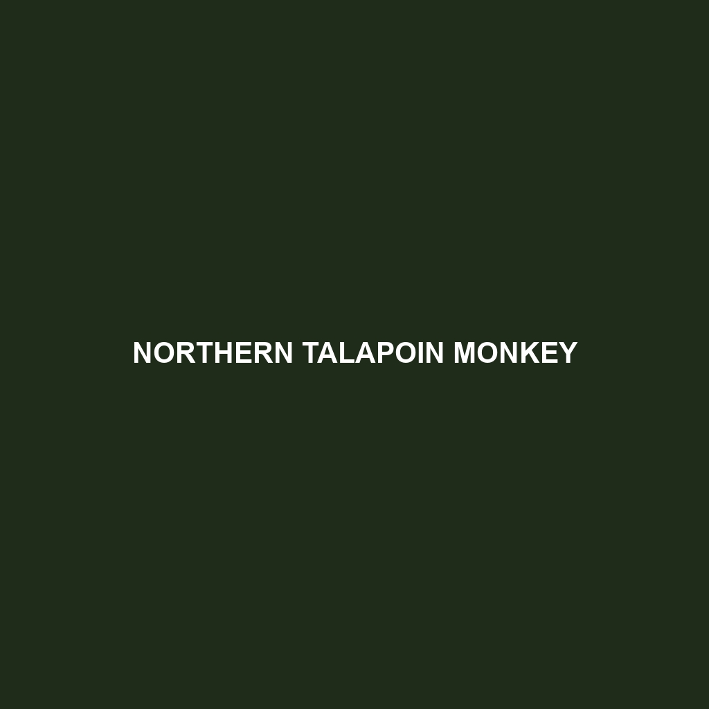 Northern Talapoin Monkey