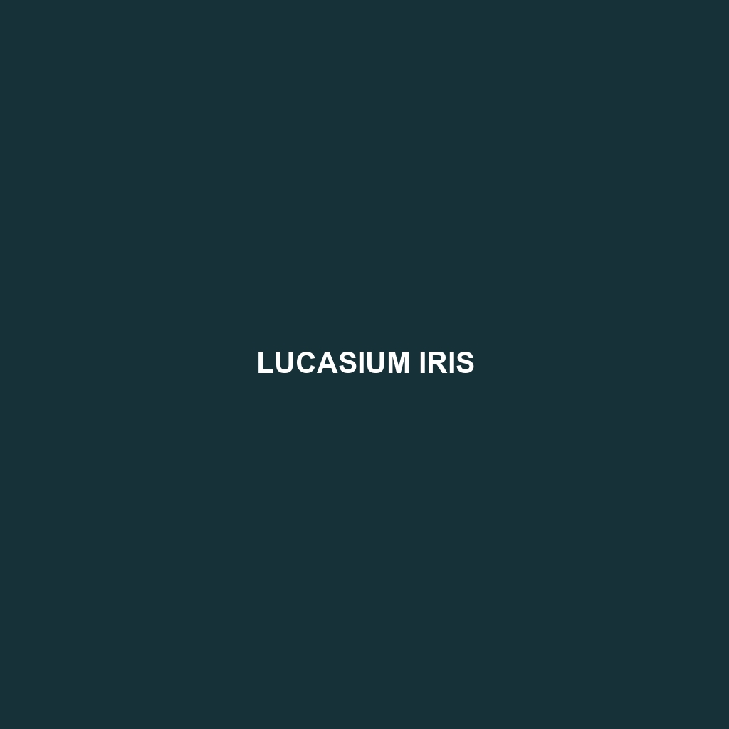 Lucasium iris