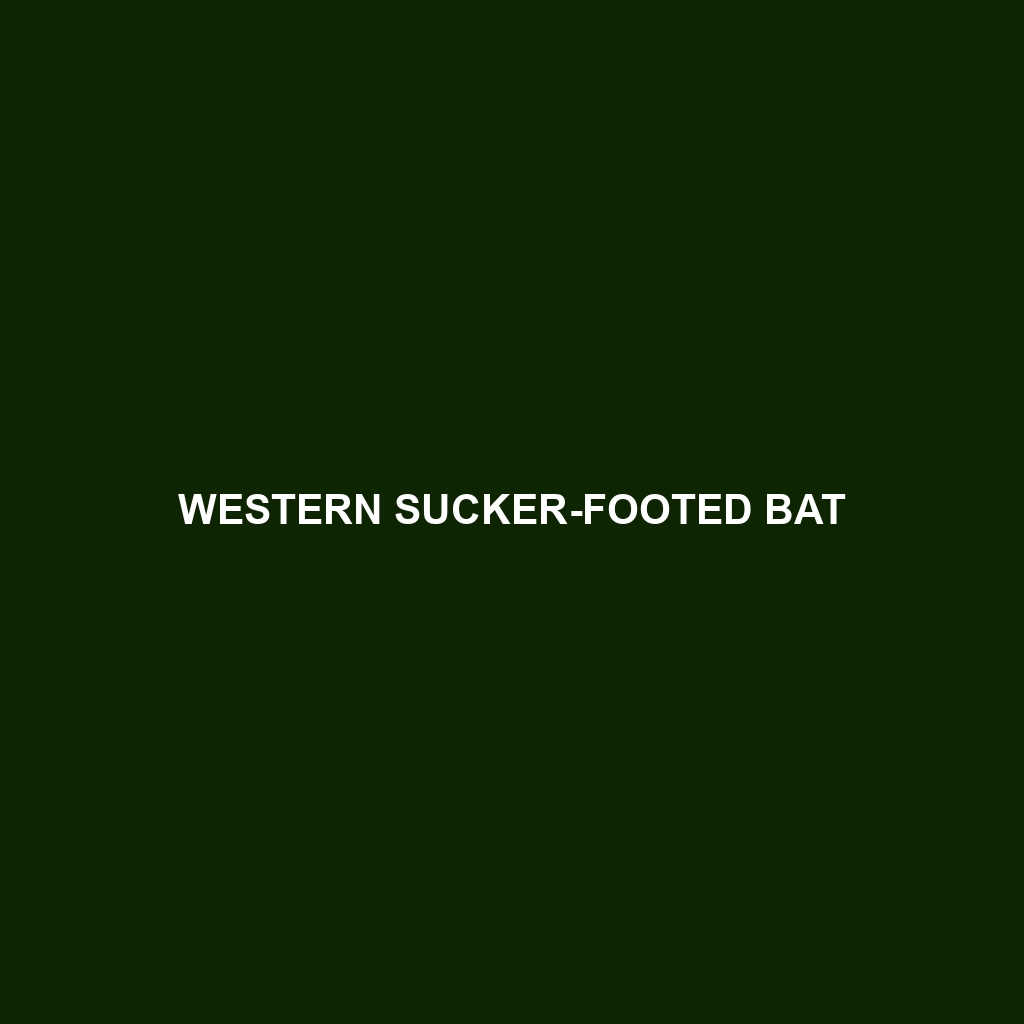 Western Sucker-footed Bat