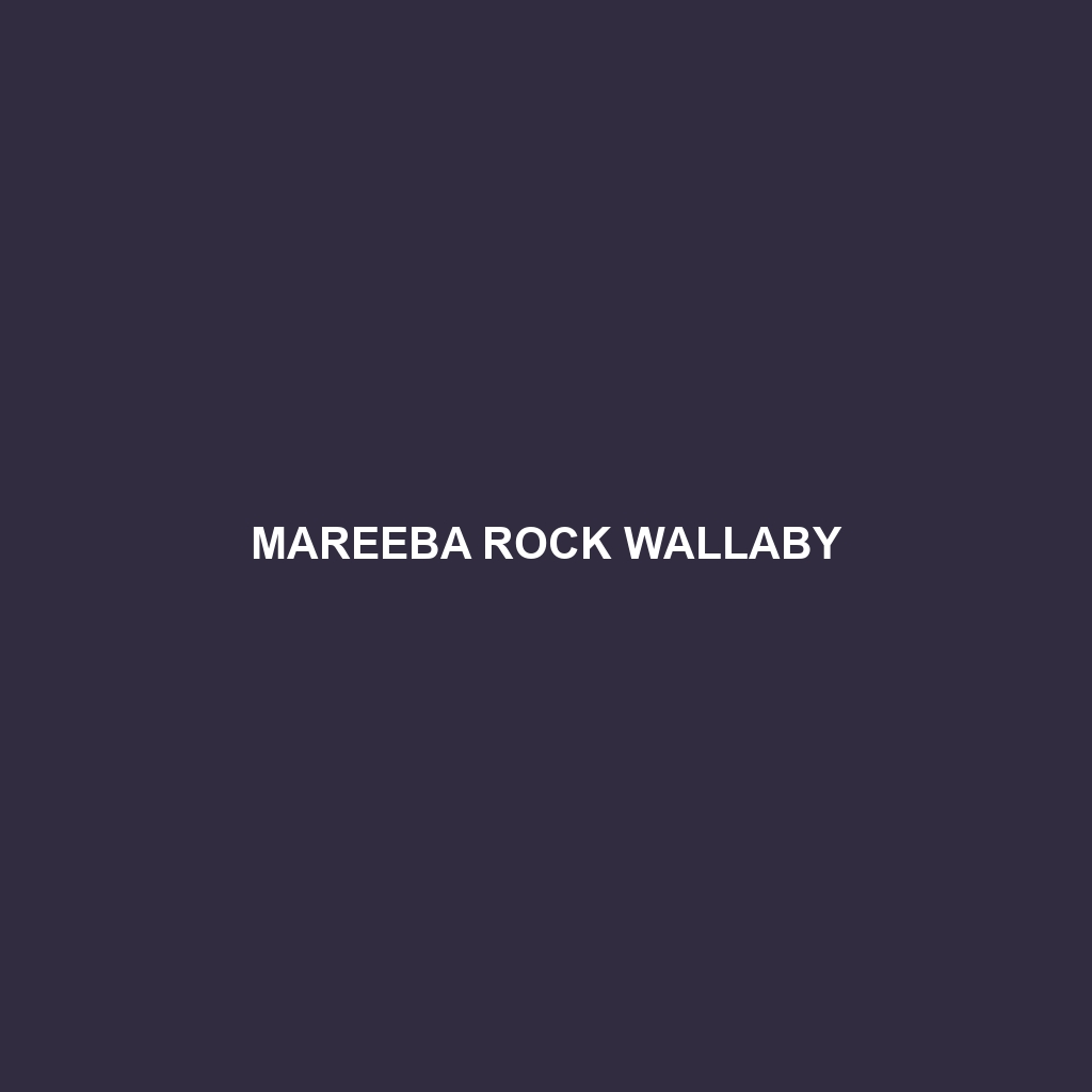 Mareeba Rock Wallaby