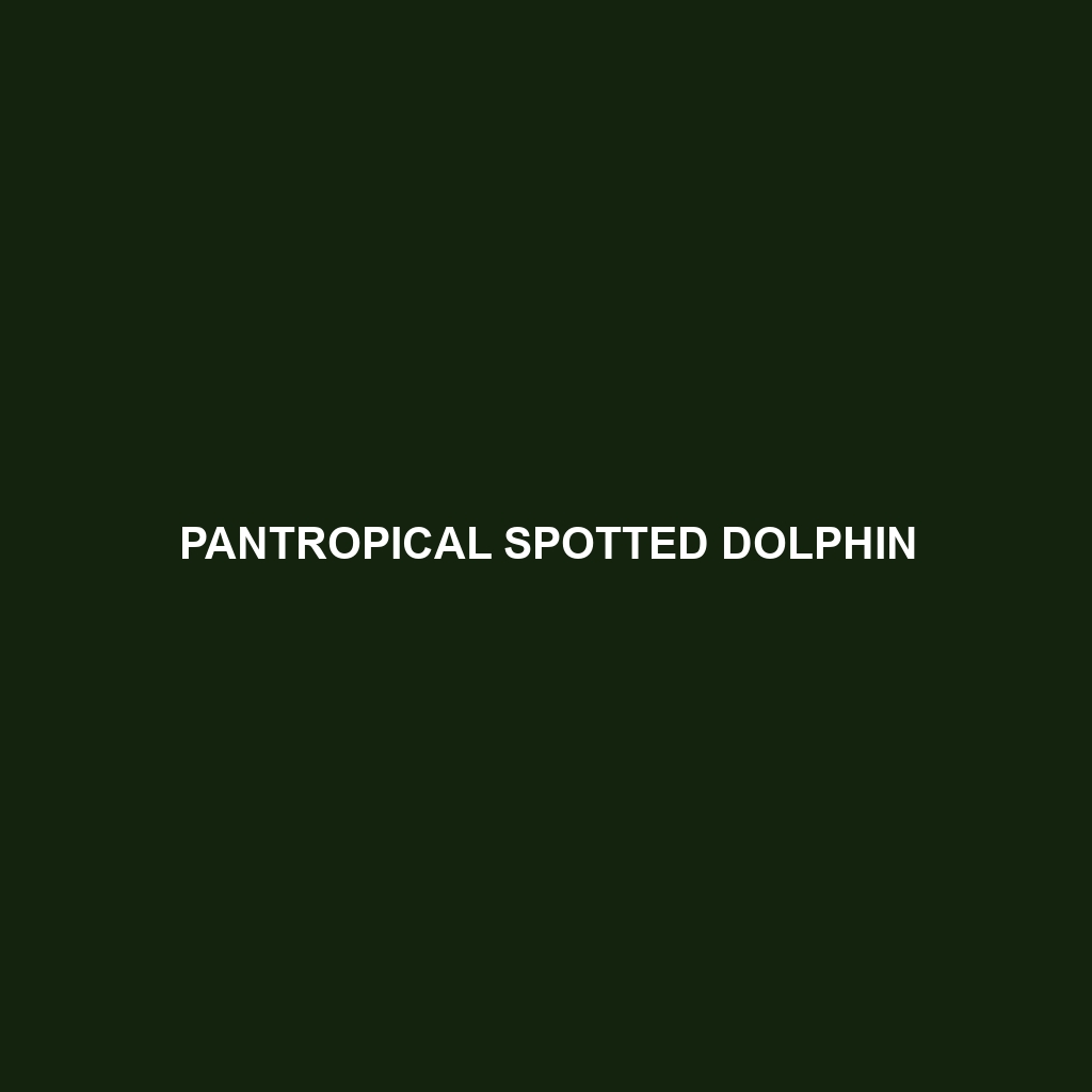 Pantropical Spotted Dolphin