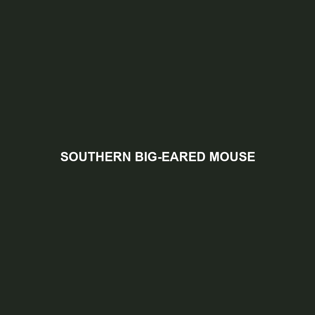 Southern Big-eared Mouse