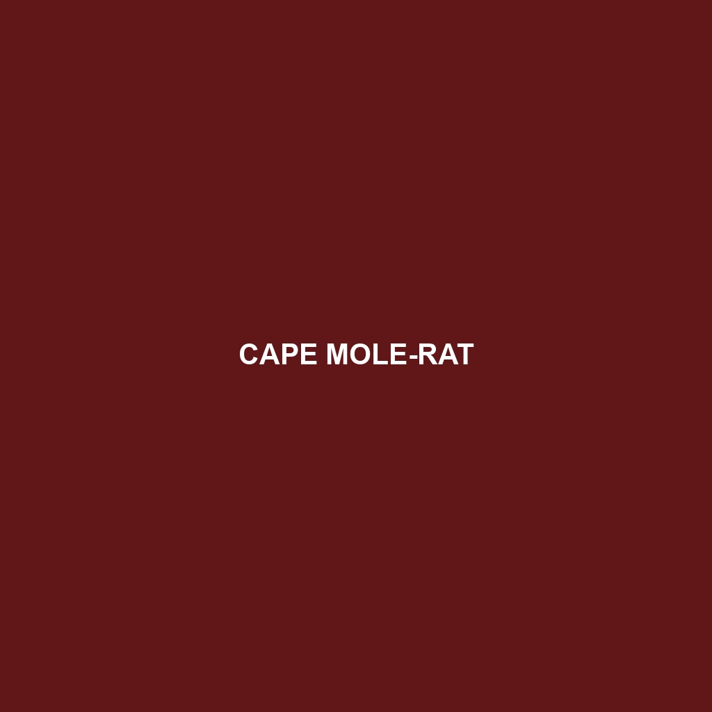 Cape Mole-rat