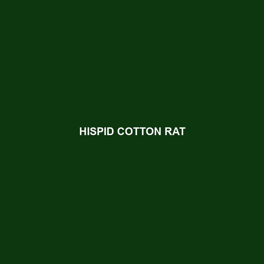 Hispid Cotton Rat