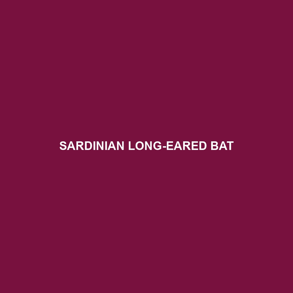 Sardinian Long-eared Bat