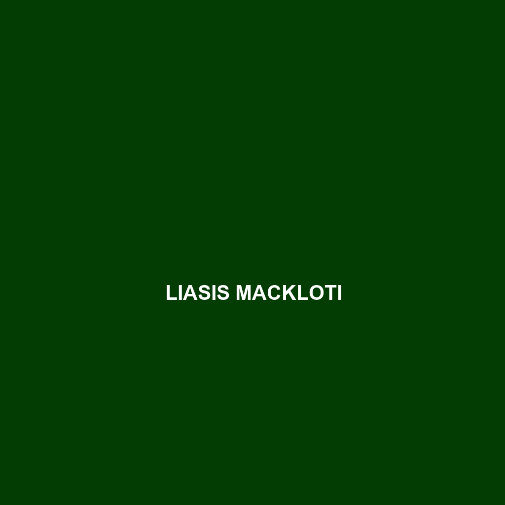 Liasis mackloti