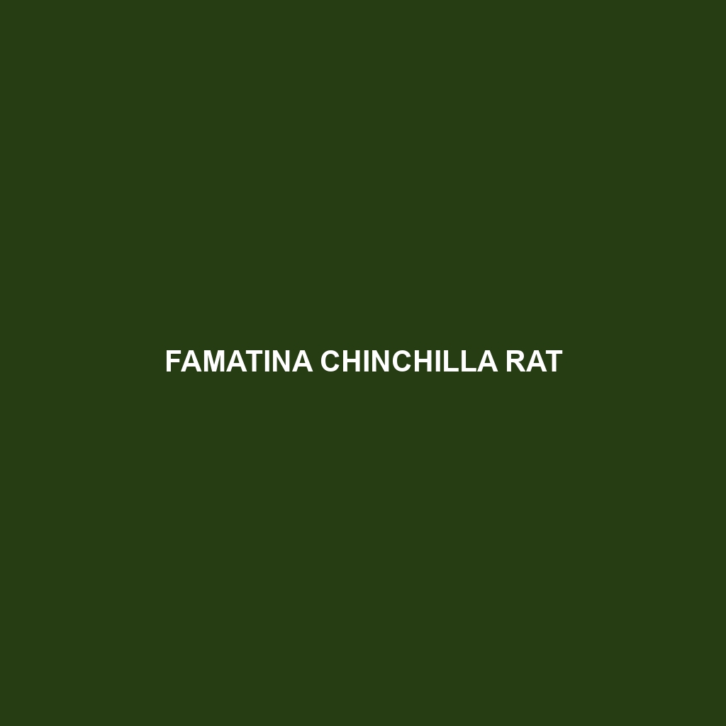 Famatina Chinchilla Rat