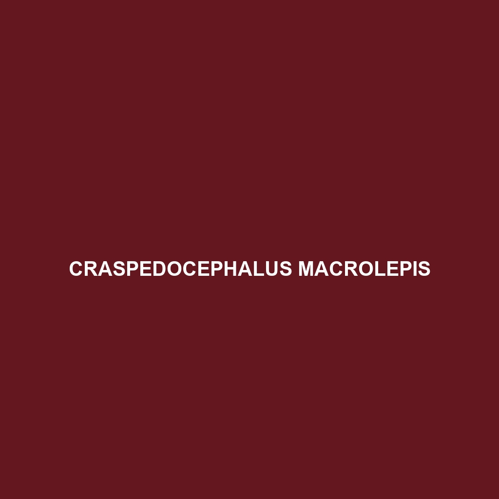 Craspedocephalus macrolepis