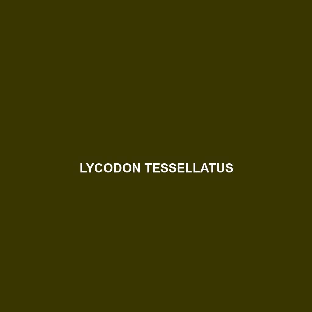 Lycodon tessellatus