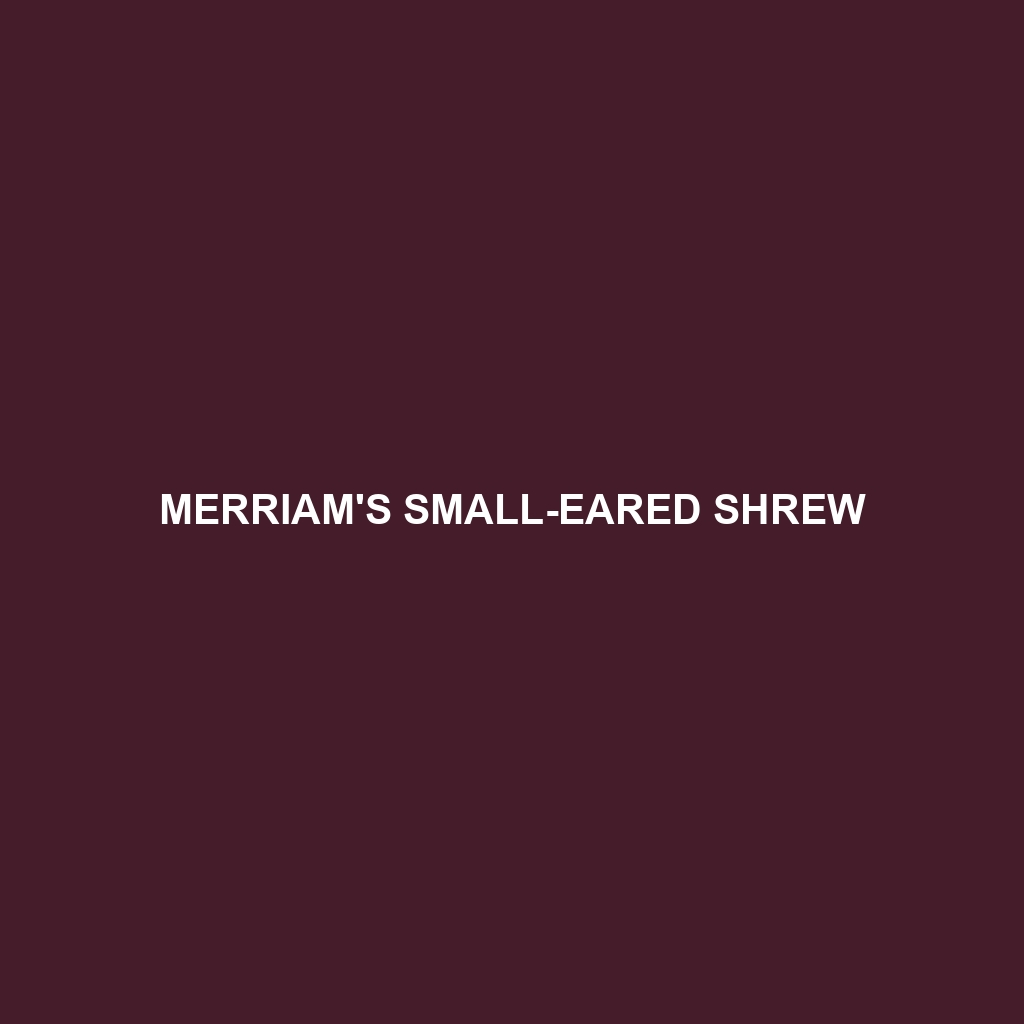 Merriam's Small-eared Shrew