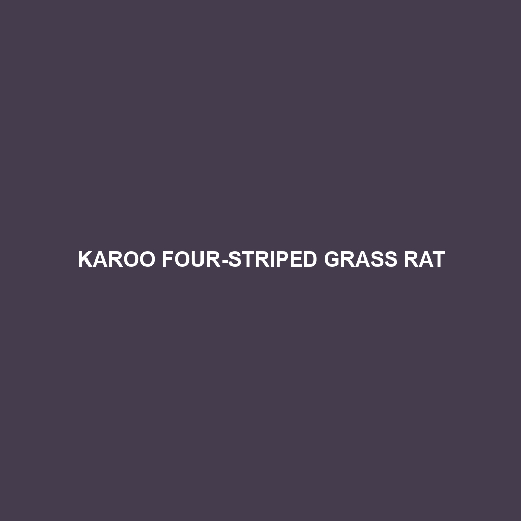 Karoo Four-striped Grass Rat