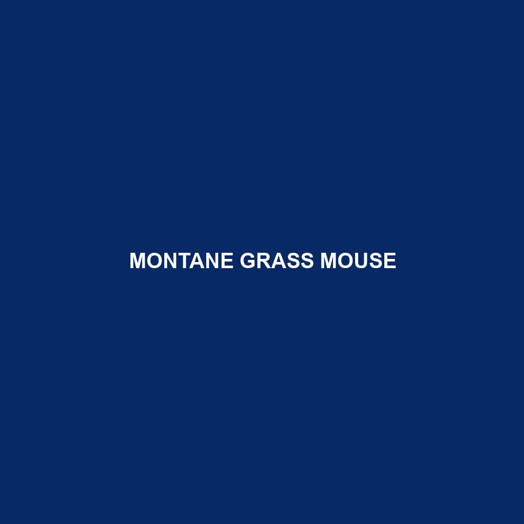 Montane Grass Mouse