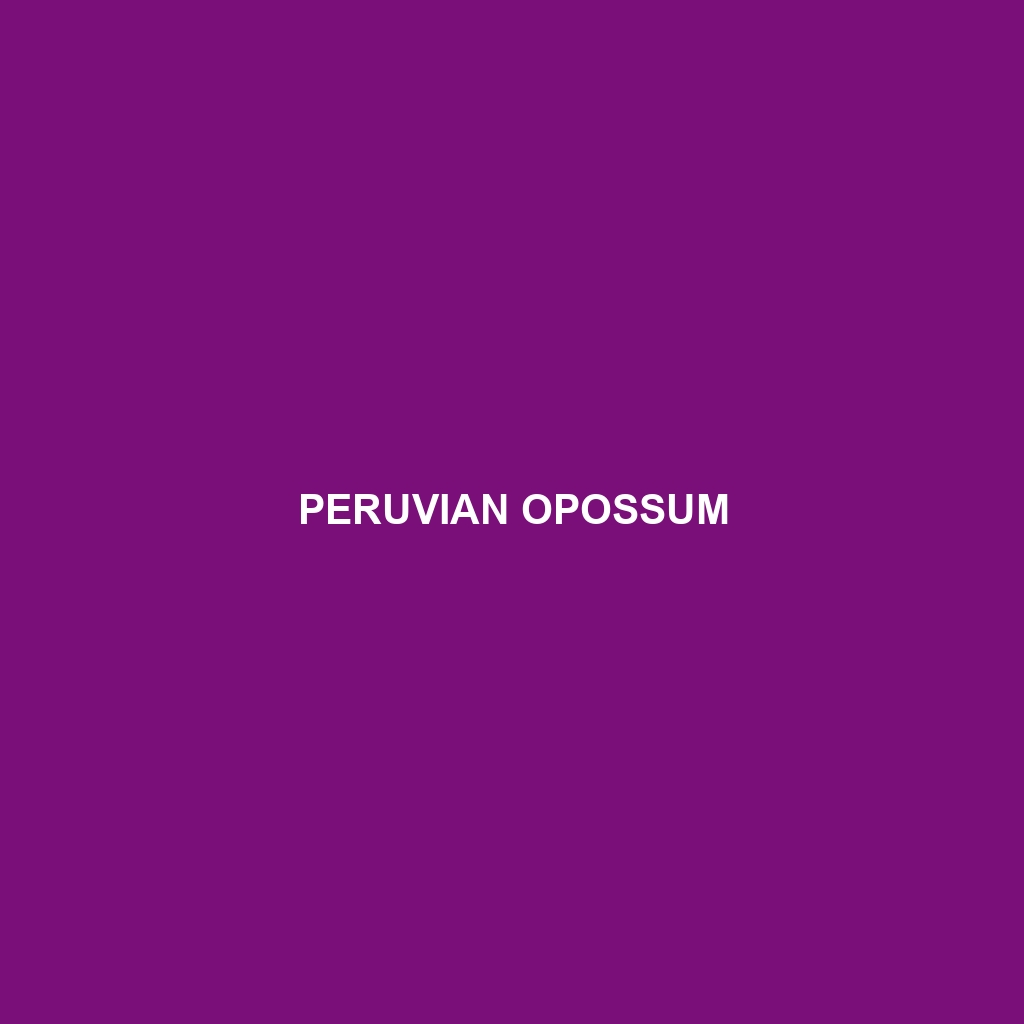 Peruvian Opossum