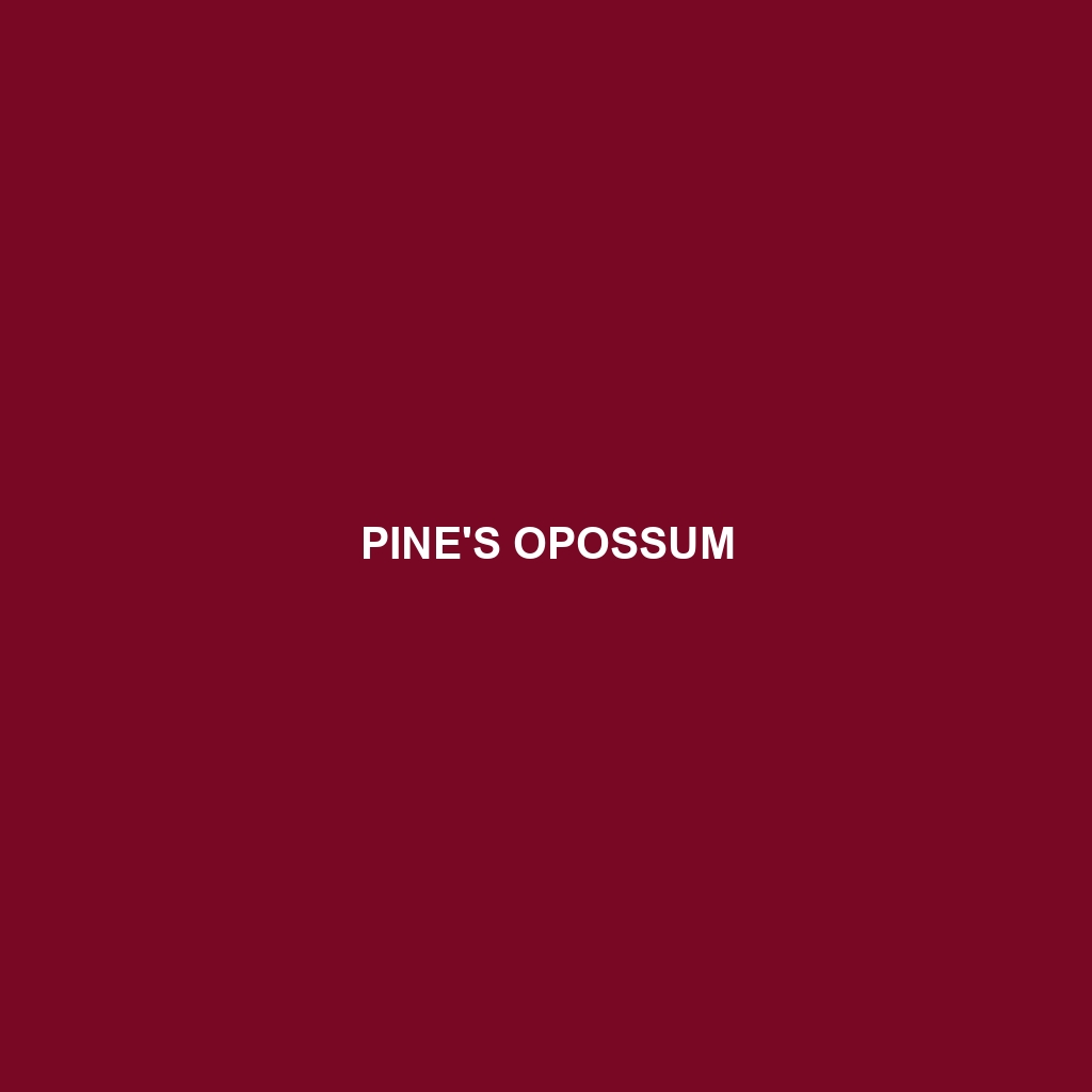 Pine's Opossum