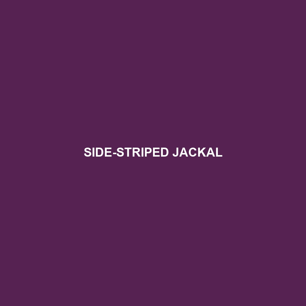 Side-striped Jackal