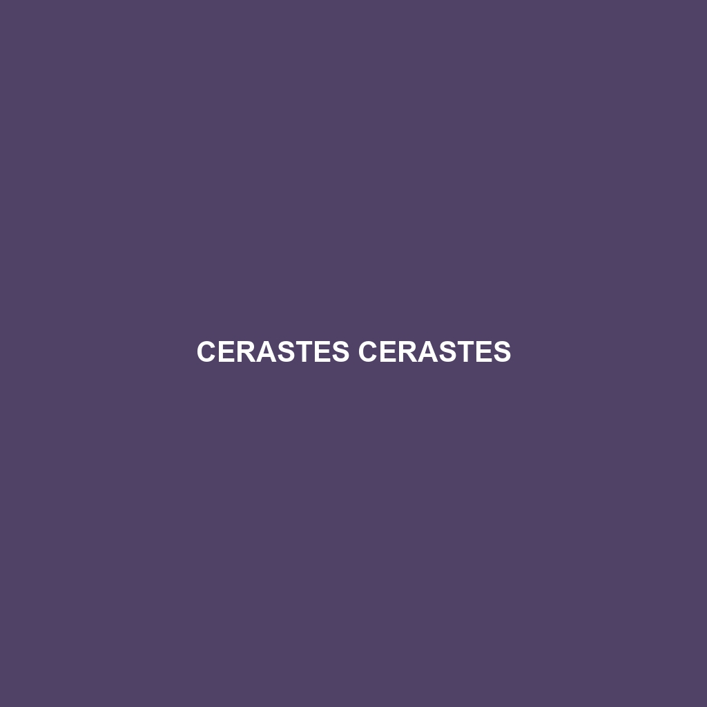 Cerastes cerastes