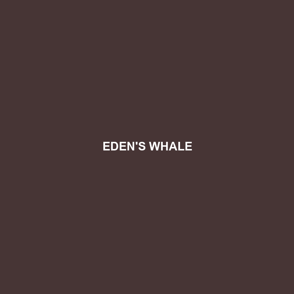 Eden's Whale