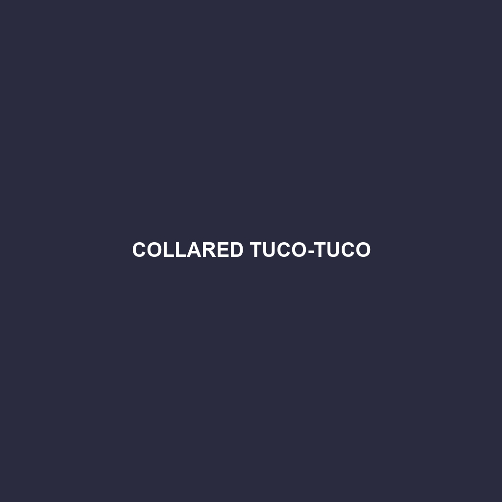 Collared Tuco-tuco